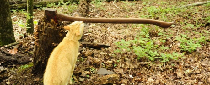 5 inspecting wooden handle