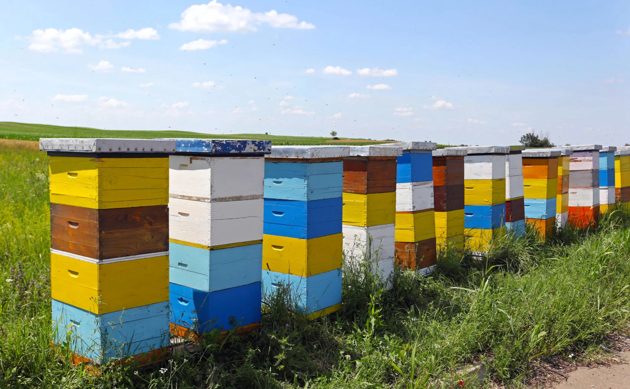 Rows of Painted hive boxes on a bee yard Rows of Painted hive boxes on a bee yard