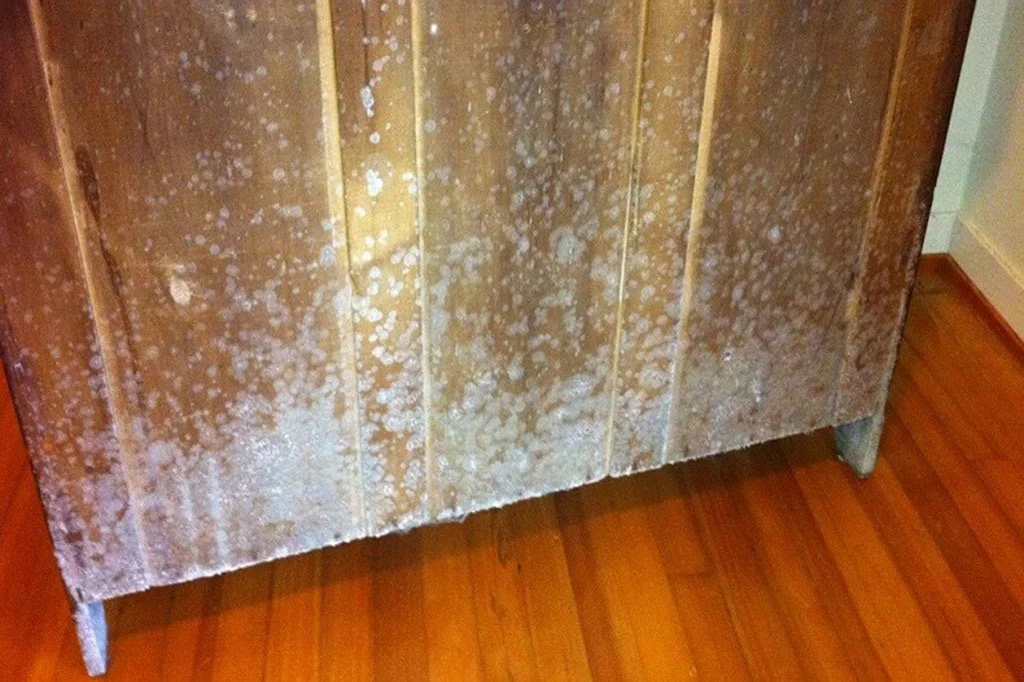 Has minimum risk pesticide that is approved by environmental protection agency and can be used on wallpaper adhesive