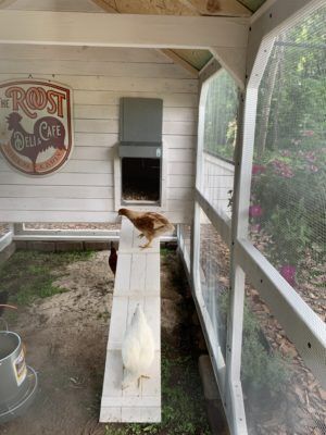 Interior paint or wood stains in chicken house before repainting with milk paint Interior paint or wood stains in chicken house before repainting with milk paint