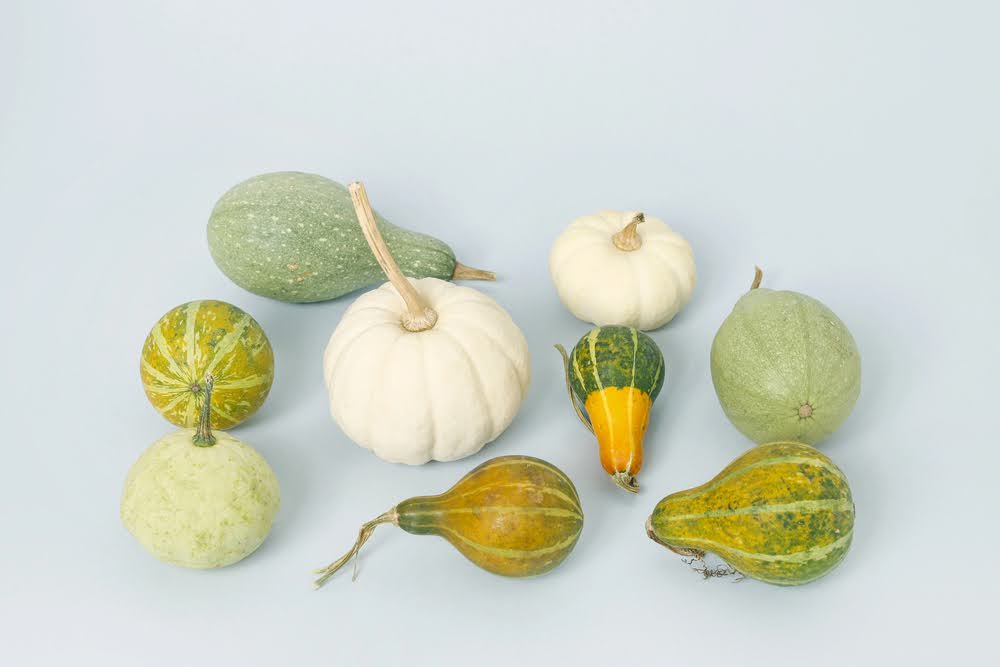 Vibrant gourd colors painted with Real Milk Paint for seasonal DIY décor