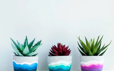 Colorful indoor succulents displayed in pots finished with the best paint for succulent pots