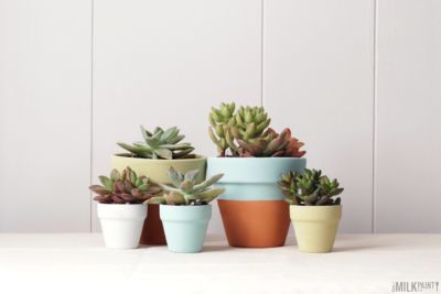 Finished Product Succulent Plant Pots